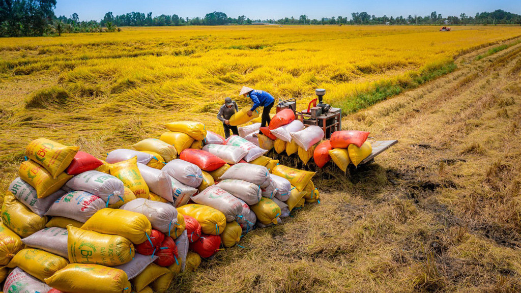 rice field 1280.jpg