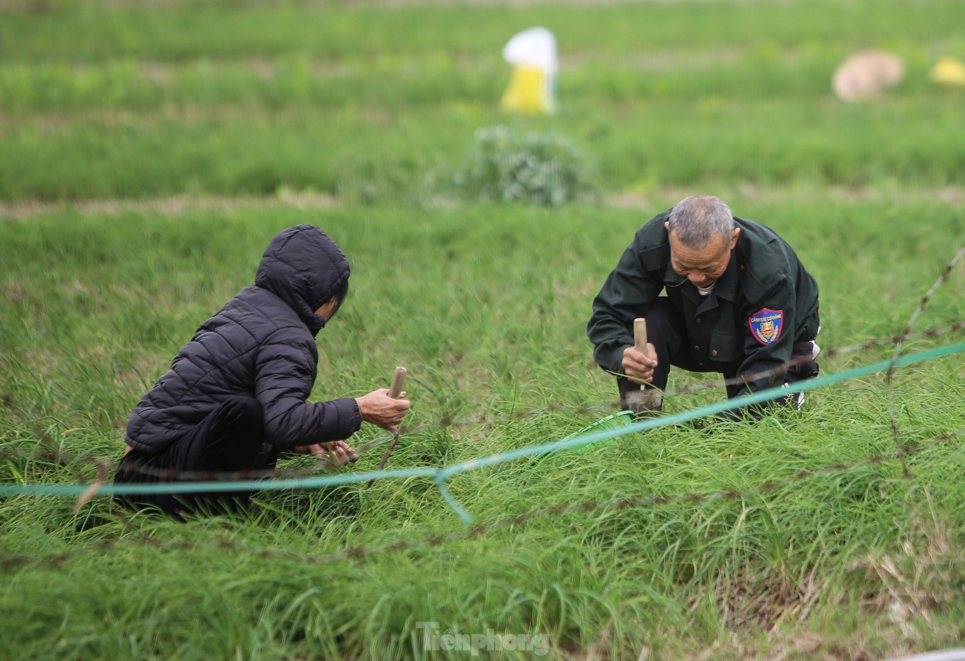 เกษตรกรผู้ปลูกหอมหัวใหญ่รายใหญ่ที่สุดในห่าติ๋ญกังวลเรื่องการสูญเสียผลผลิตเนื่องจากผลผลิตลดลงและราคาขายต่ำ ภาพที่ 7