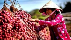 Soc Trang promotes economic development and sustainable poverty reduction