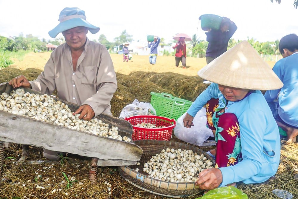 Nông nghiệp tuần hoàn: Giải pháp tăng trưởng xanh, bền vững