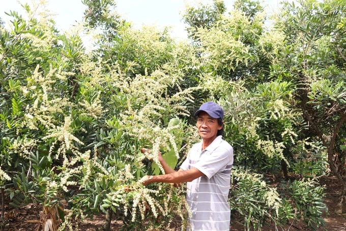 Hiện nay, nhiều vườn nhãn xuồng Vĩnh Châu đã chú trọng canh tác theo hướng hữu cơ. Ảnh: Kim Anh.