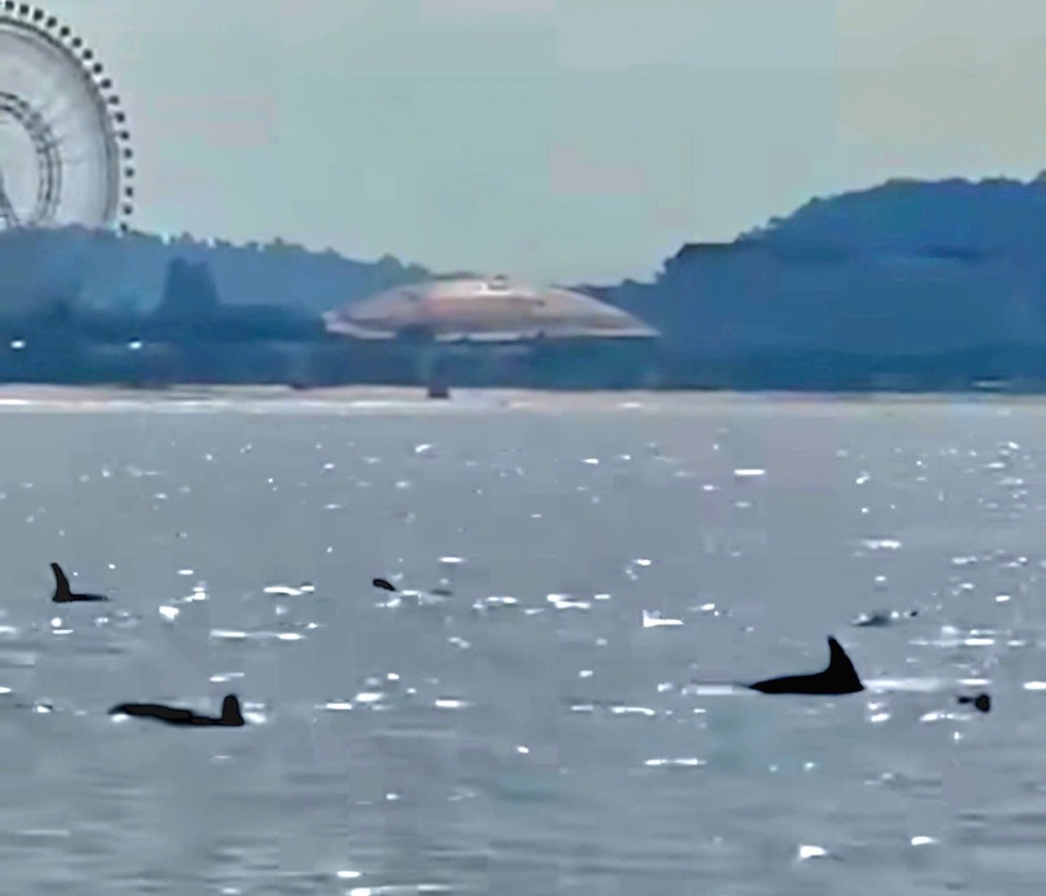 Un banco de delfines apareció en el mar de la comuna de Ganh Dau, ciudad de Phu Quoc, en la mañana del 15 de enero. Foto cortada del clip.