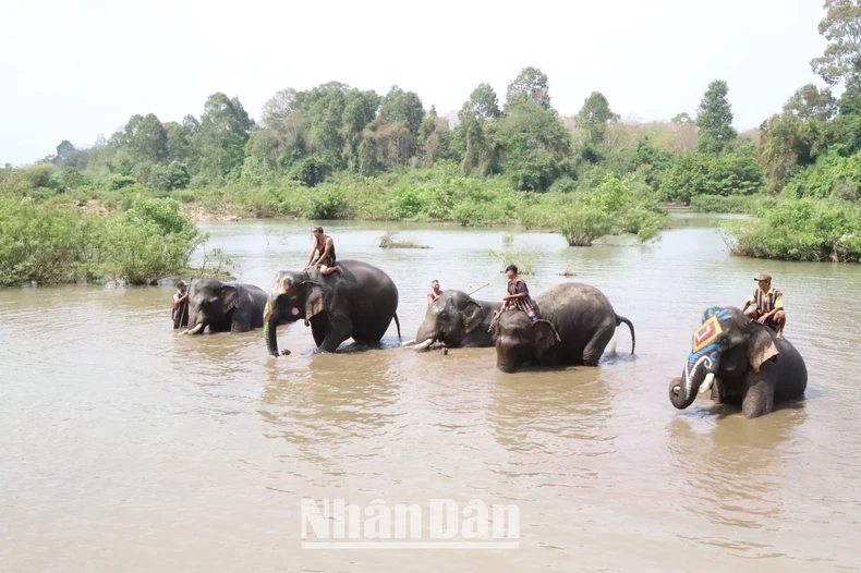 [Photo] ท่องเที่ยวเป็นมิตรกับช้าง ภาพที่ 11