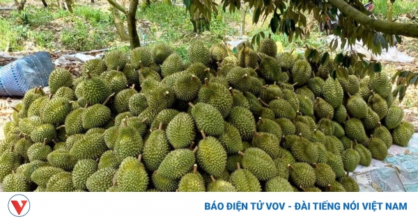 Đầu vụ trái sầu riêng giá rất cao nhưng khan hàng