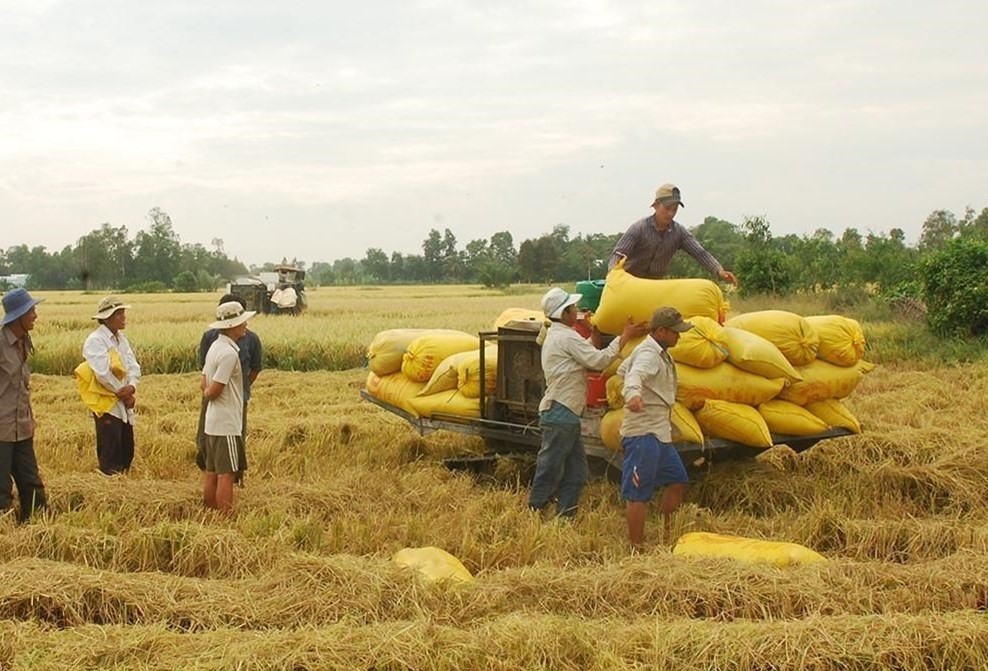 Bonne récolte, bon prix, les agriculteurs de l'Ouest sont occupés à récolter le riz d'hiver-printemps après le Têt