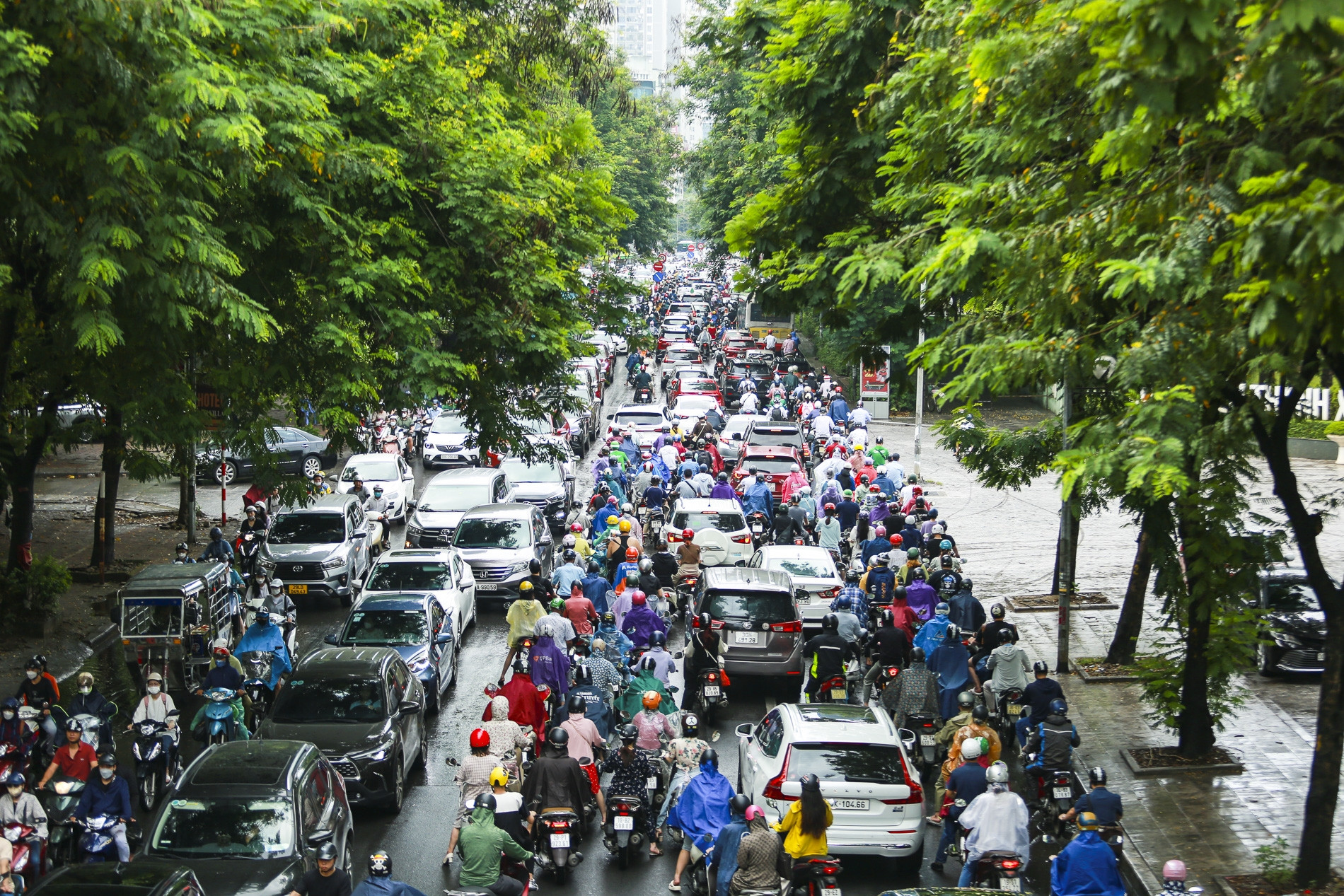 Hanoi da la bienvenida a la 'lluvia dorada' Enfriamiento, muchas calles están congestionadas