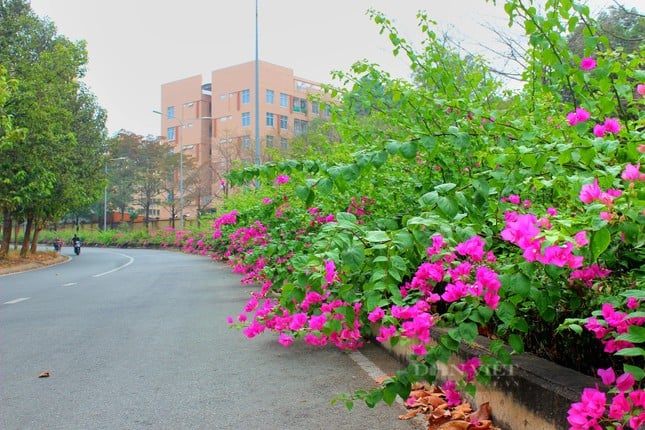 La hermosa carretera de flores de papel como en una película en la ciudad de Ho Chi Minh está causando revuelo en Internet. Foto 7