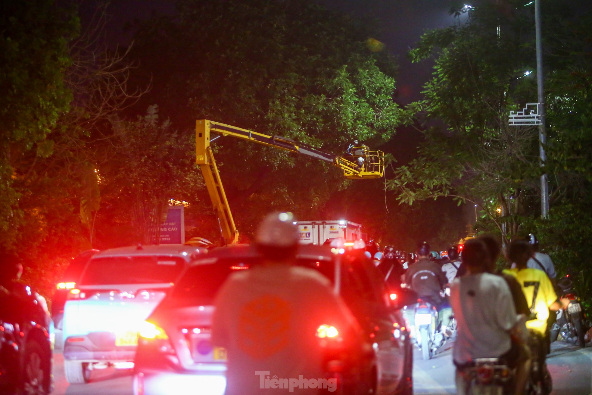 Pruning the hundred-year-old rosewood trees on Lang Street overnight, photo 4