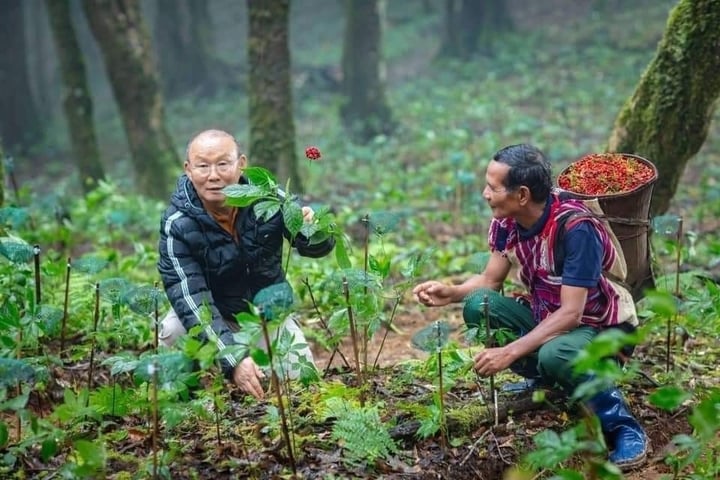 ¿En qué provincia de nuestro país crece más el ginseng Ngoc Linh? - 3