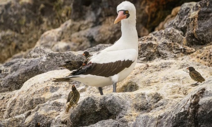 Sparrows surround a booby to drink its blood. Photo: simonjpierce