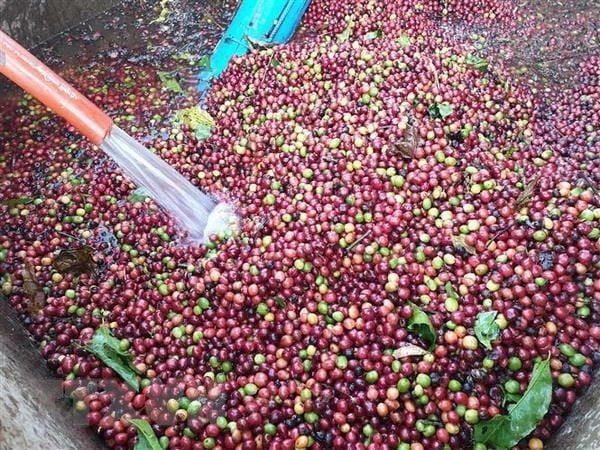 Coffee export prices increase, Robusta reaches 4,200 USD/ton