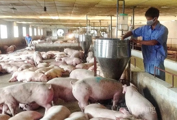 Aumento disperso de 1.000 VND/kg en algunos lugares