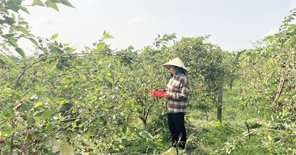 El cultivo de moreras da frutos sin parar, en Hau Giang, un agricultor recogió 10 toneladas y las vendió por 500 millones.