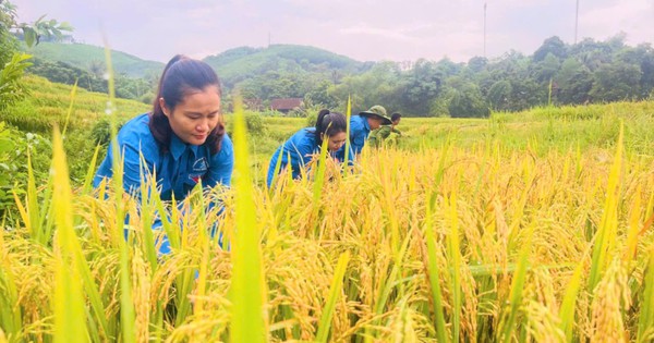 Police and police officers go to the fields with people harvesting rice to "run away" from super storm number 3, storm Yagi.