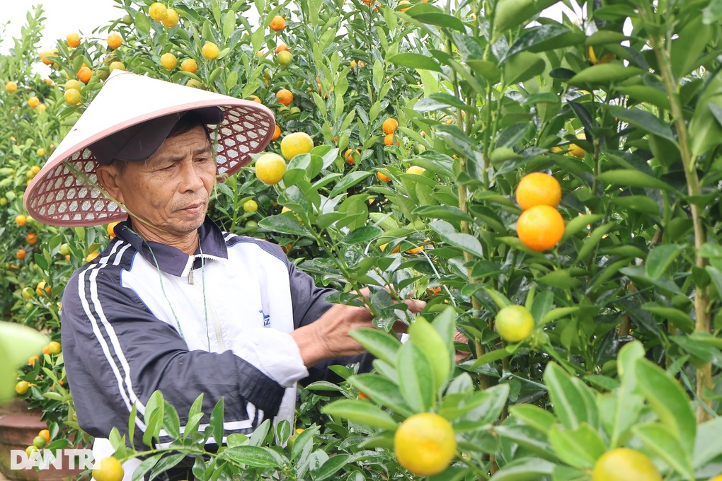Thương lái chốt vườn từ sớm, thủ phủ quất miền Trung tất bật vào vụ Tết - 2