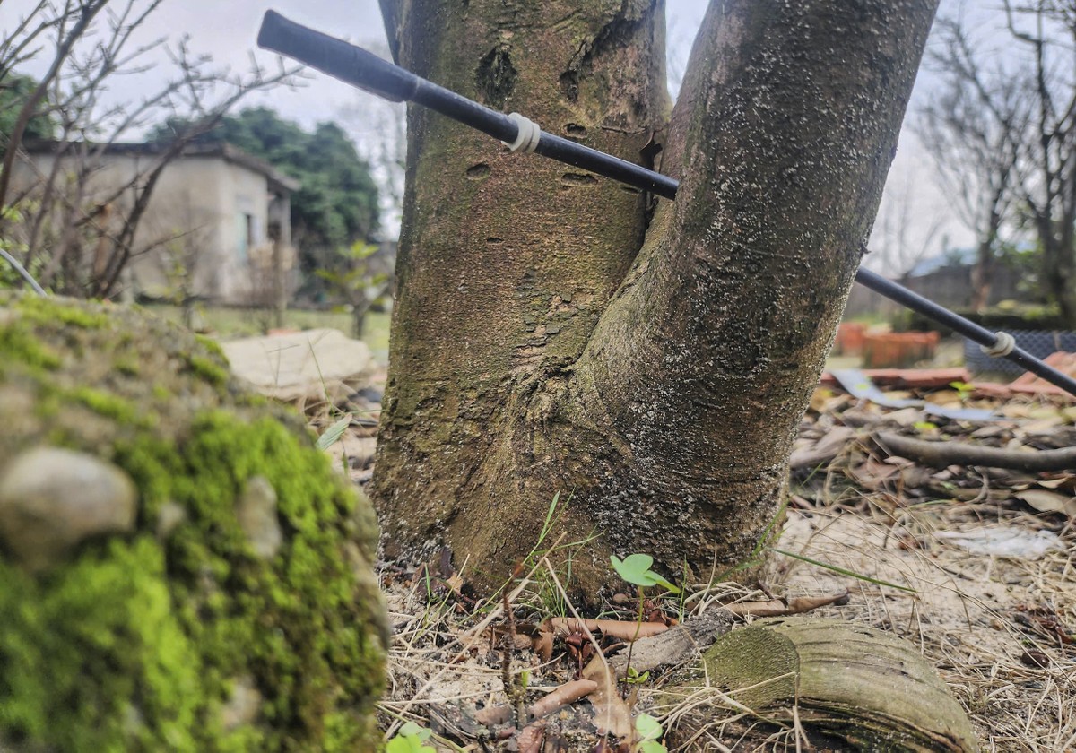 Ha Tinh farmers install 'magic eyes' to protect yellow apricot flowers to welcome Tet photo 10