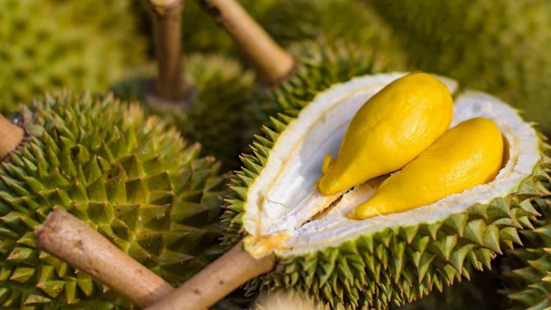 sầu riêng Musang King