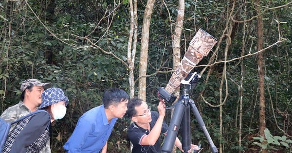 Un denso bosque en Dong Nai tiene innumerables aves salvajes extrañas, la gente compra "cámaras grandes" para tomar fotografías.