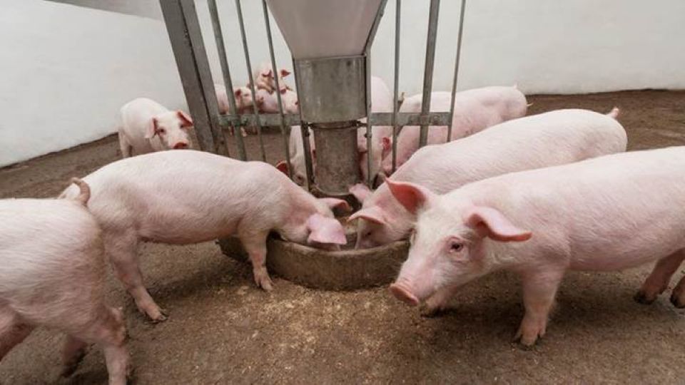 Schweinepreis am 9. Januar 2025: Leichter Anstieg im Norden