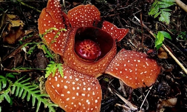 Los hábitats forestales están desapareciendo gradualmente, la flor más grande del mundo está en peligro de extinción