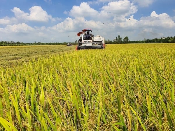 Los precios del arroz aumentan drásticamente y los precios de exportación del arroz se mantienen altos