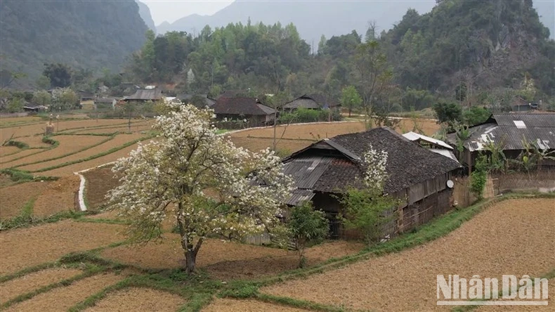 Impresiones del festival cultural étnico H'Mong - Temporada de floración del peral, distrito de Bao Lac, provincia de Cao Bang (foto 1)