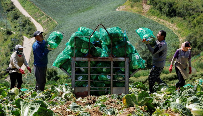 Koreas berühmtes Kimchi fällt dem Klimawandel zum Opfer