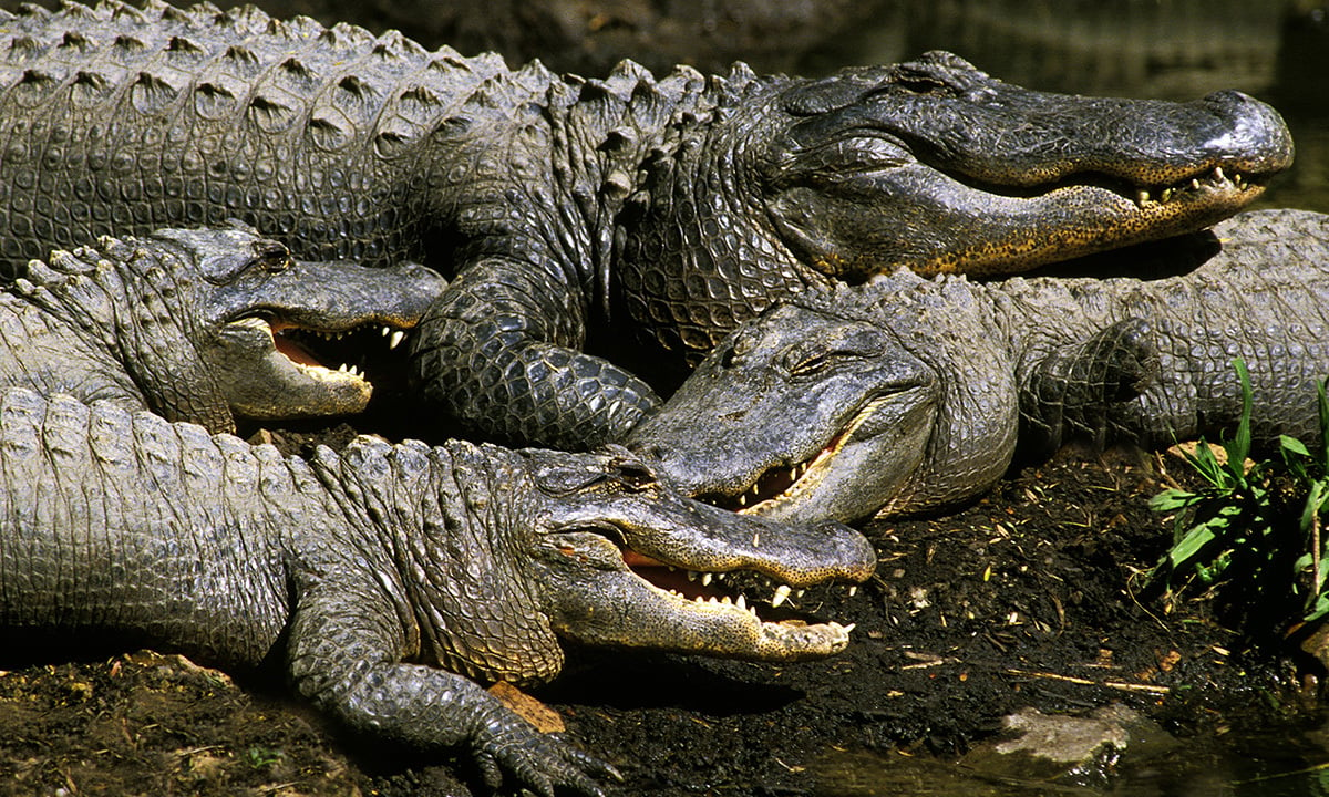 Crocodiles mating en masse due to low flying helicopter