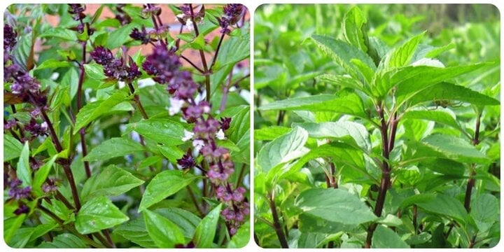 Cây rau húng quế rất dễ trồng