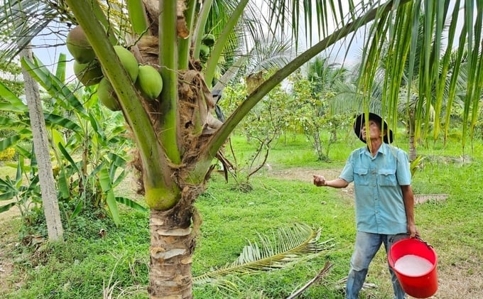 Los trabajadores de la granja alimentan los cocos con 'sal' poniéndola en las hojas de los cocoteros y en las copas de los árboles. Foto: Arquitecto.