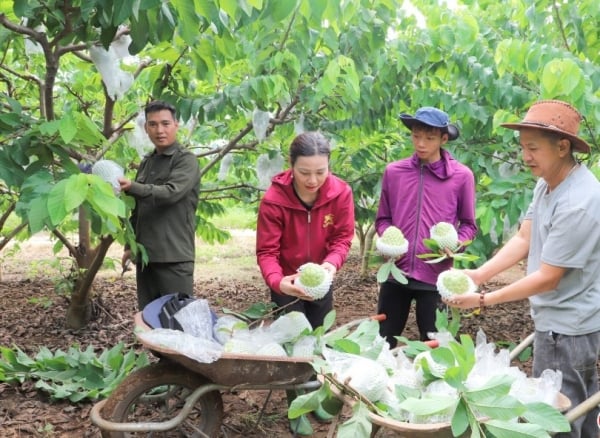 นำแบรนด์แอปเปิ้ลคัสตาร์ด Mai Son เข้าสู่ตลาดทั้งในประเทศและต่างประเทศ