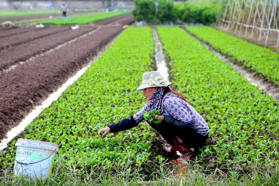 Taking care of vegetables in the fields of Dong Cao village (Trang Viet commune, Me Linh district). Photo: Trong Tung