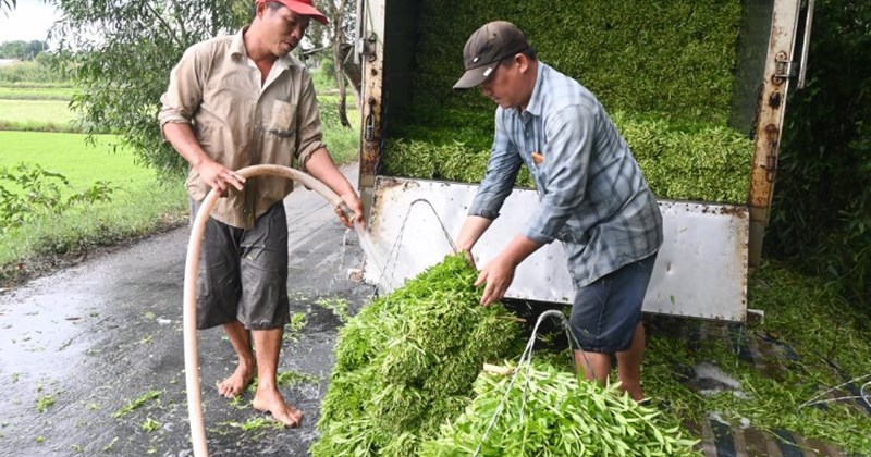 Grâce à la culture des légumes, les agriculteurs ont une vie confortable.