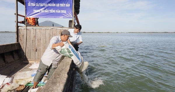 Des poissons viennent d'être relâchés dans le lac Dau Tieng à Tay Ninh, le plus grand lac artificiel du Vietnam, le plus grand d'Asie du Sud-Est