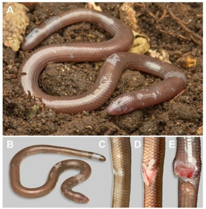 Morphological characteristics of D. deimontis. Photo: Research team