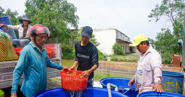 Ở Sóc Trăng nuôi một loài vật chủ lực đã vào vụ sôi động , sao người ta nói thà chậm mà chắc?