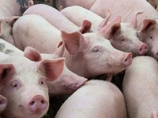 Prix ​​du porc au 28 octobre 2024 : Légère baisse dans certaines localités