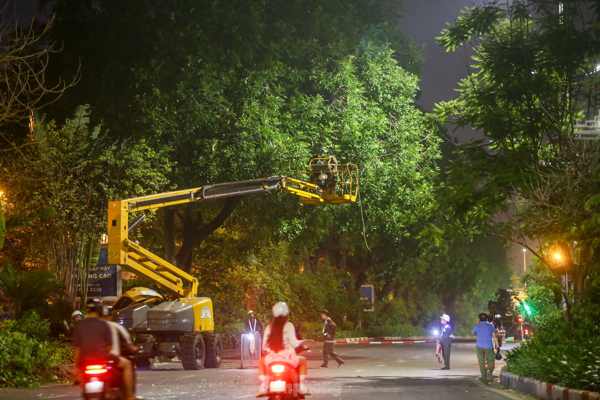 Pruning the hundred-year-old rosewood trees on Lang Street overnight, photo 2