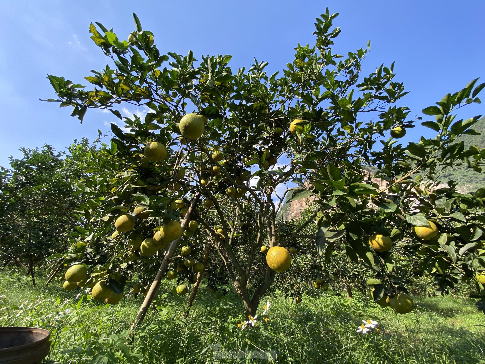 Old farmer from Nghe An reveals secret to prevent specialty oranges from falling off photo 2