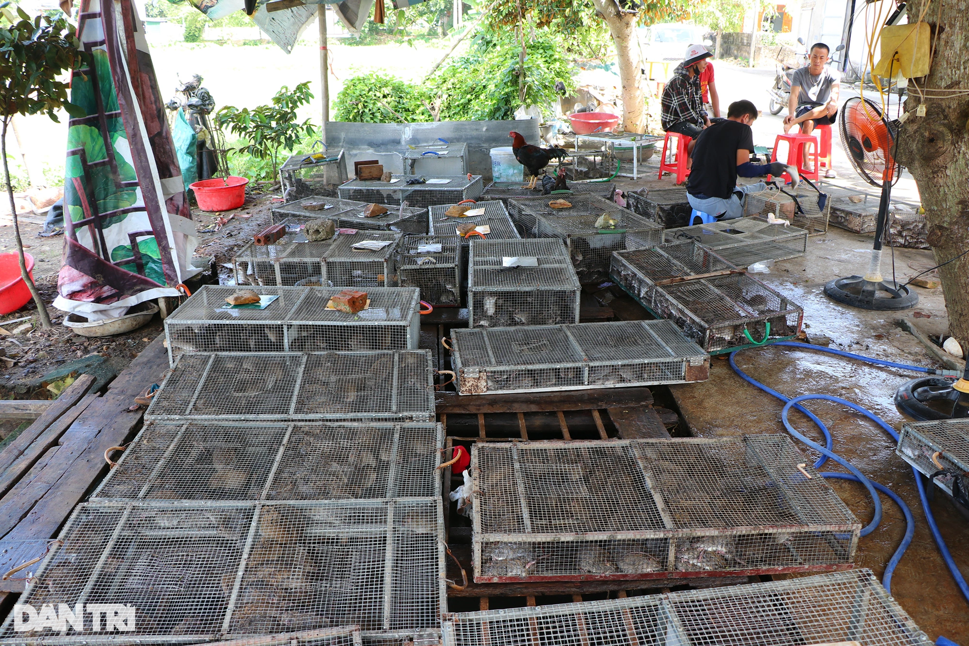 Gom bắt cả lồng chuột nhung nhúc, nông dân kiếm tiền triệu sau một đêm - 13