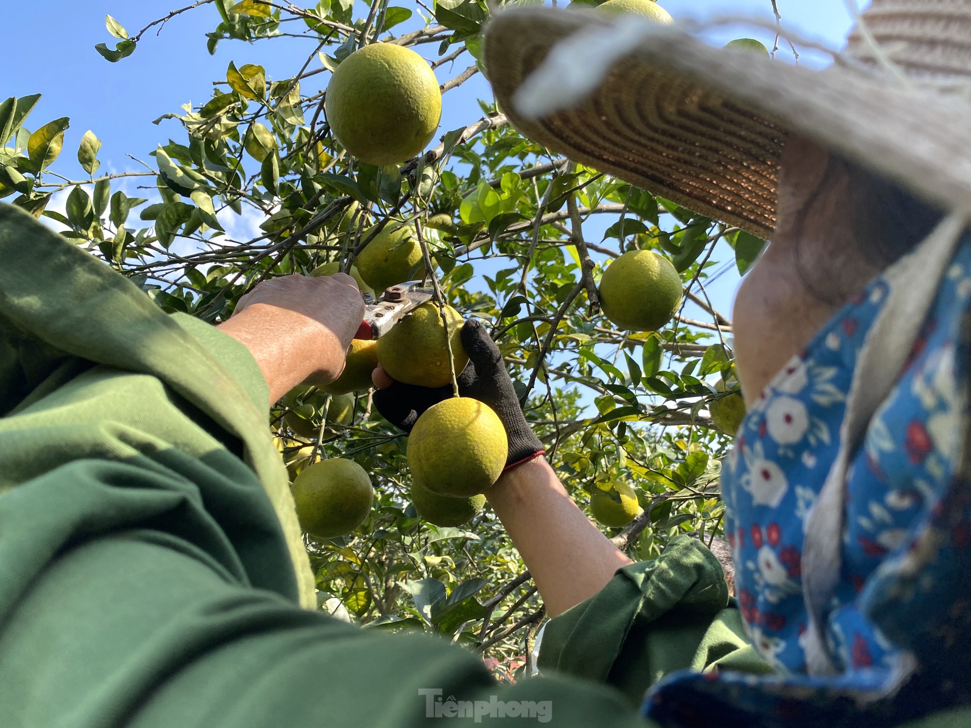 Old farmer from Nghe An reveals secret to prevent specialty oranges from falling off photo 14