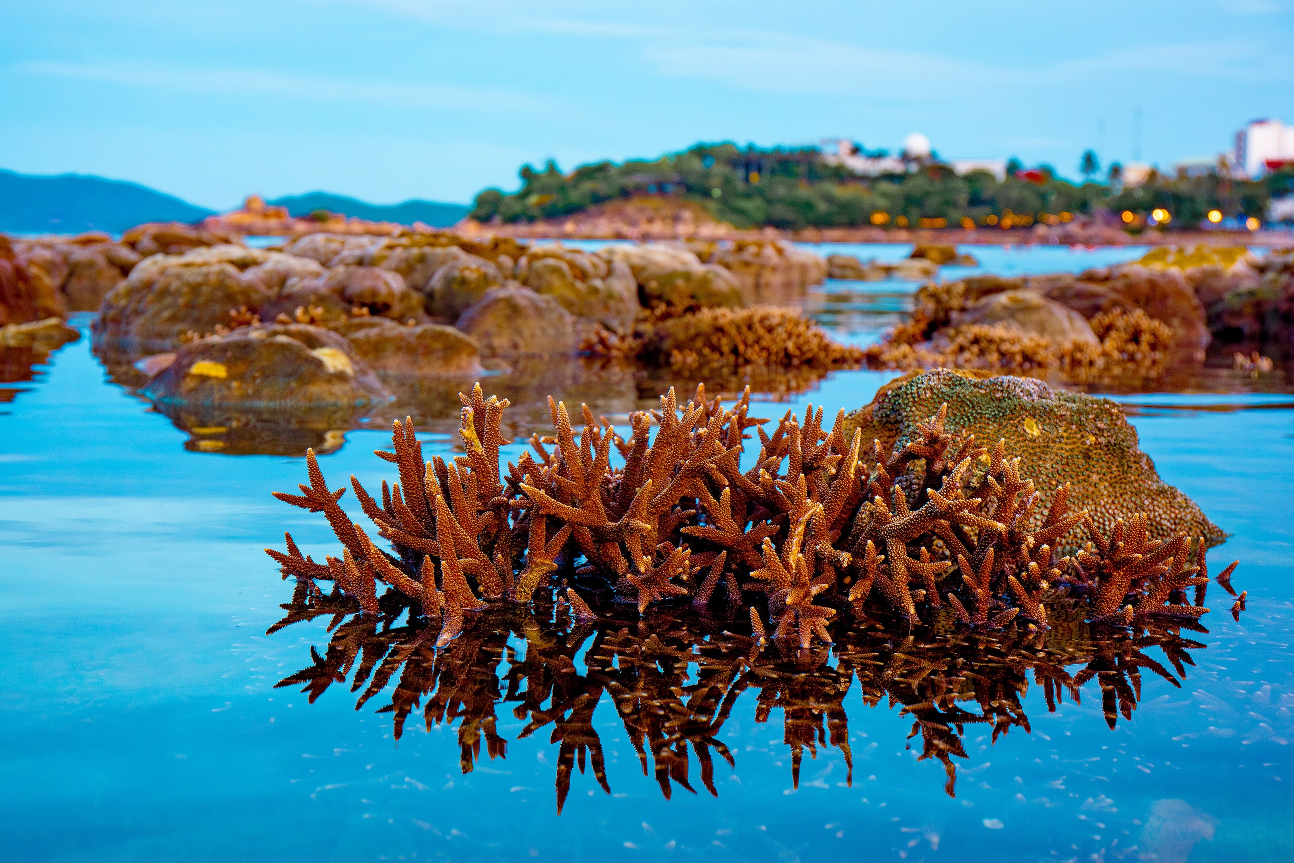 Flores del mar