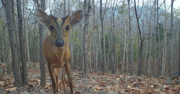 Une variété d'animaux sauvages rares « apparaissent » dans une forêt de Binh Thuan, notamment des poules de la jungle et des muntjacs à oreilles rouges.