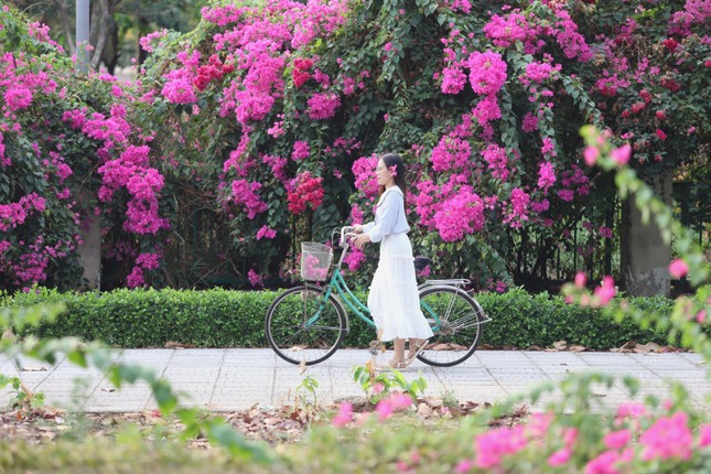 The stunningly beautiful bougainvillea road leading to Ho Chi Minh City National University photo 10