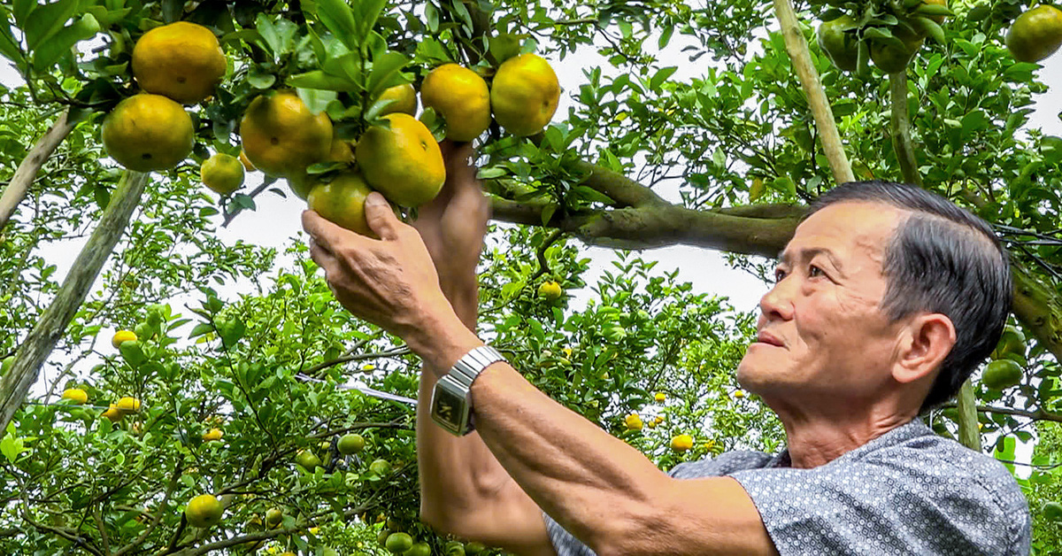 30% of Lai Vung pink grapefruit area does not bear fruit due to weather effects