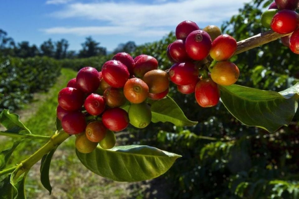 Precios de productos agrícolas al 11 de enero de 2025: Café aumentó ligeramente, pimienta se mantuvo estable