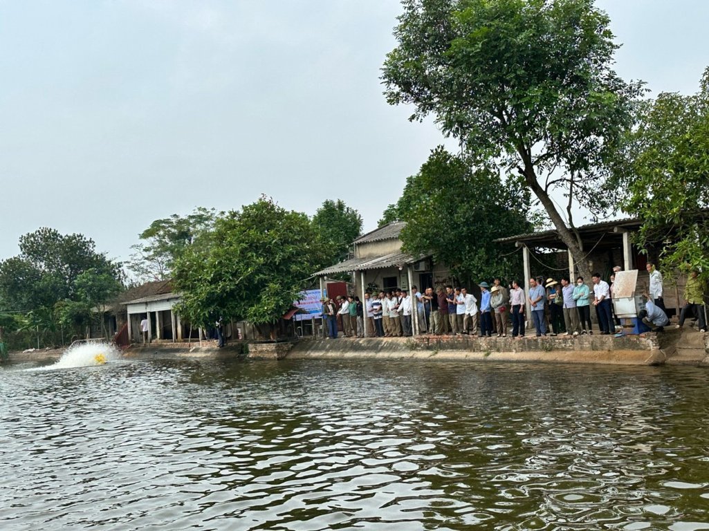 Ở Bắc Giang, nuôi cá rô phi đơn tính kiểu gì mà con nào cũng khỏe, thịt ngon, nhiều người đến xem?- Ảnh 1.