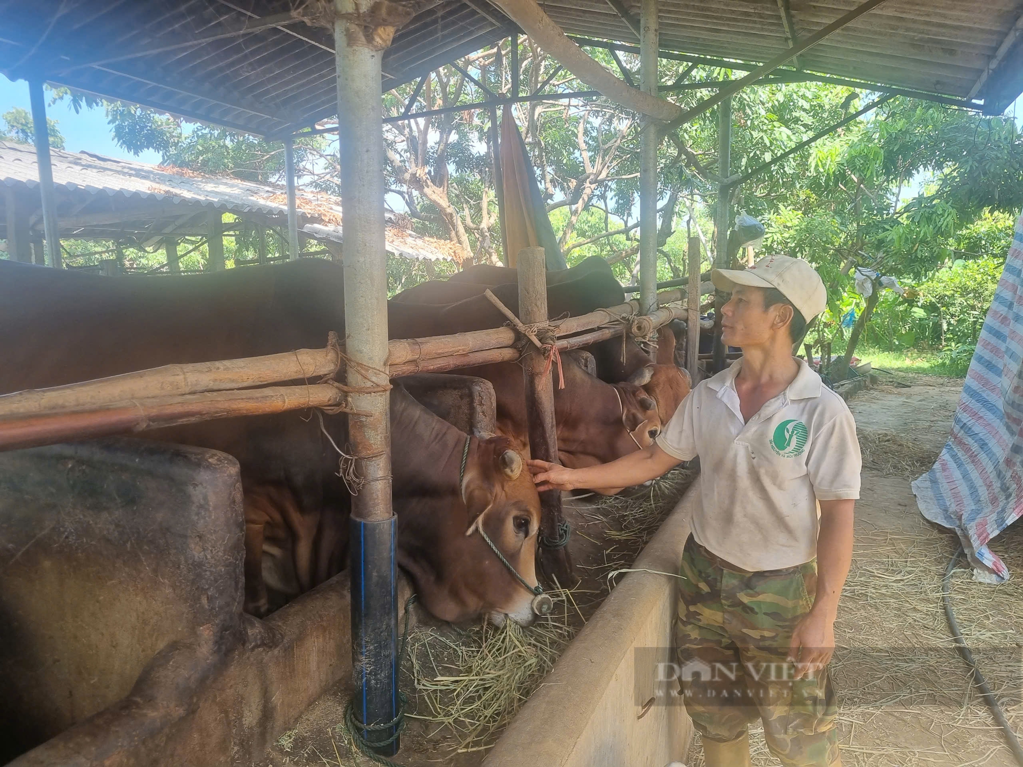 Bỏ túi hàng trăm triệu/năm nhờ trồng cây na sầu riêng kết hợp với nuôi bò vỗ béo - Ảnh 4.