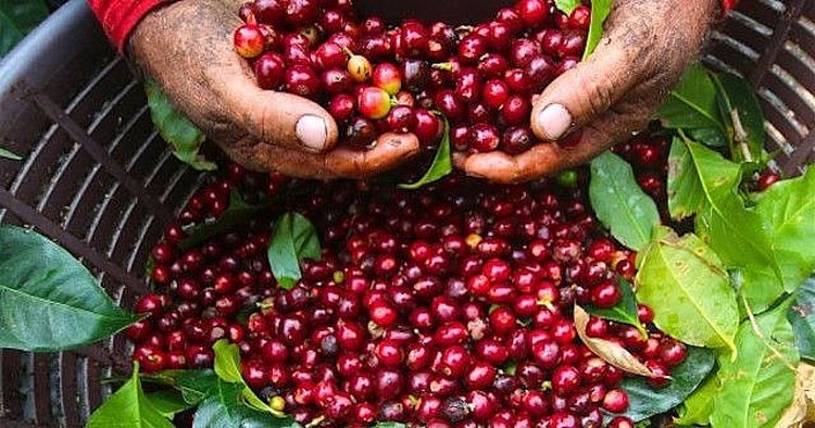 Amélioration de l'offre et baisse des prix du café à l'exportation pour la troisième séance consécutive