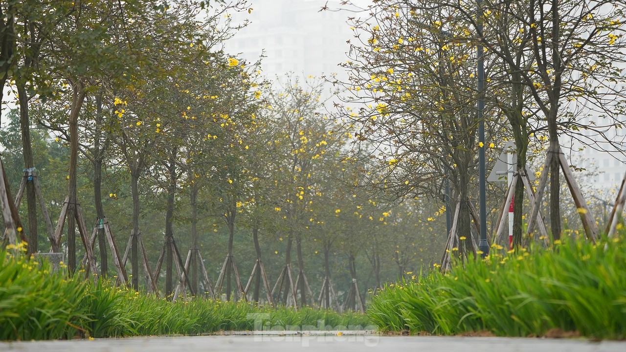 Erfreuen Sie sich an den ersten gelb blühenden Windspielblumen auf den Straßen von Hanoi, Foto 1